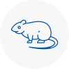 Rat Control Kings Heath